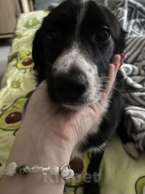 Собаки в Санкт-Петербурге: Ищу Юки новый дом Девочка, Бесплатно - фото 1