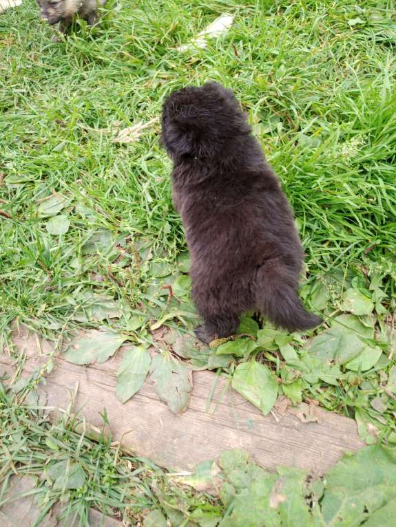 Собаки в Перми: Шпиц немецкий  Девочка, 18 000 руб. - фото 3