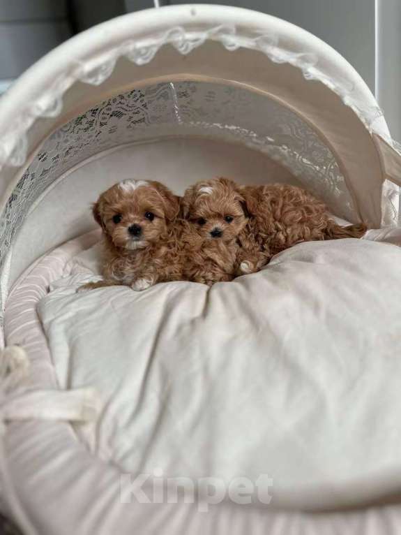 Собаки в Москве: Мальтипу микро размера Девочка, 75 000 руб. - фото 2