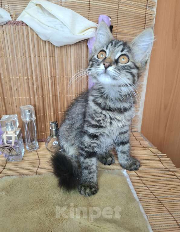 Кошки в Москве: Пушистый котёнок в добрые руки Девочка, Бесплатно - фото 6