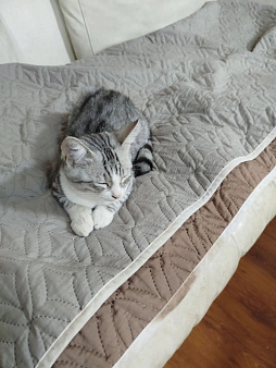 Котенок, мальчик, шотландский прямоухий короткошерстный серо-полосатый