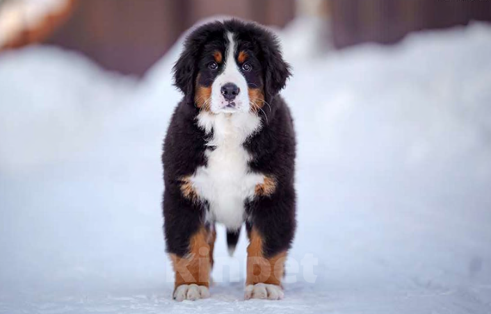 Собаки в Волоколамске: Бернский Зенненхунд, Ласточка.  Девочка, 250 000 руб. - фото 3