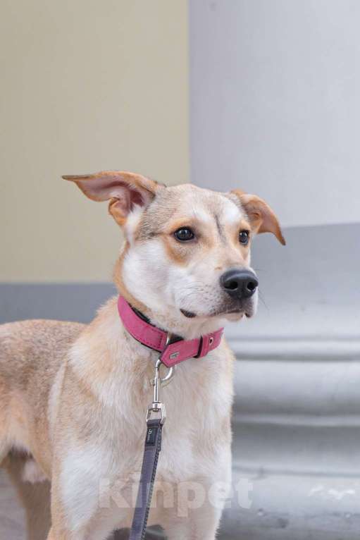 Собаки в Москве: У Сэма только две недели на поиск дома Мальчик, Бесплатно - фото 2