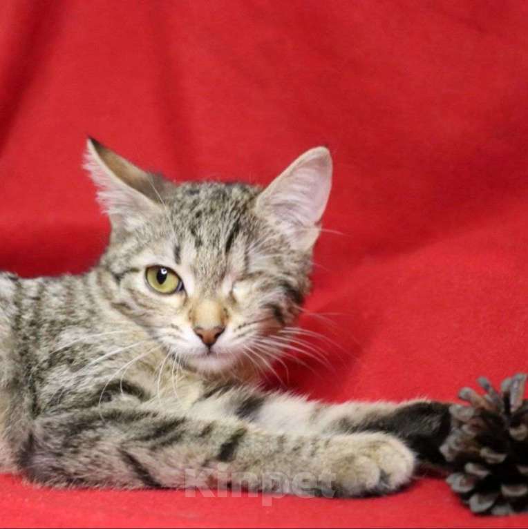 Кошки в Москве: Сейран вернули хозяева Девочка, Бесплатно - фото 3