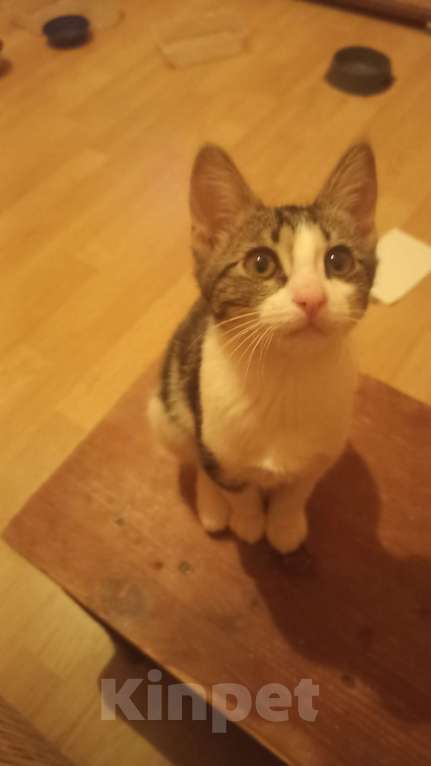 Кошки в других городах Московской области: Котенок в добрые руки Мальчик, Бесплатно - фото 4