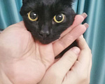 Кошки в Санкт-Петербурге: Отдам кошку в добрые руки Девочка, Бесплатно - фото 2