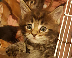 Кошки в Лянторе: Котенок мейнкун, 30 000 руб. - фото 6