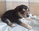 Собаки в Щелково: Щенки 1 месяц с прививками  Мальчик, 1 руб. - фото 4