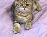 Кошки в Рязани: котенок шотландский Мальчик, 7 000 руб. - фото 5