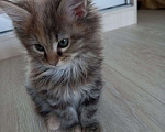 Кошки в Уфе: Котята мейн-куны Мальчик, 10 000 руб. - фото 4