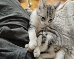 Кошки в других городах Московской области: Котенок, мальчик, шотландский прямоухий короткошерстный серо-полосатый Мальчик, 3 000 руб. - фото 10