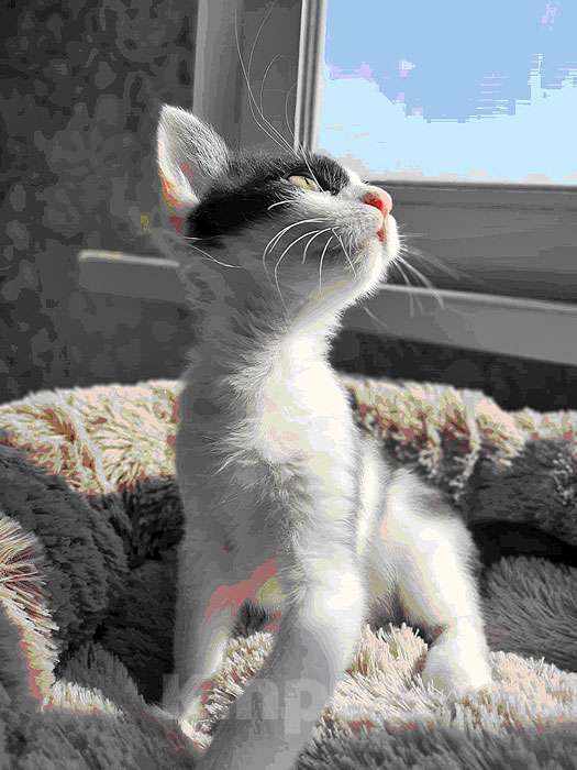 Кошки в Москве: Ласковая, игривая девочка-котенок Мэй в добрые руки Девочка, 10 руб. - фото 5