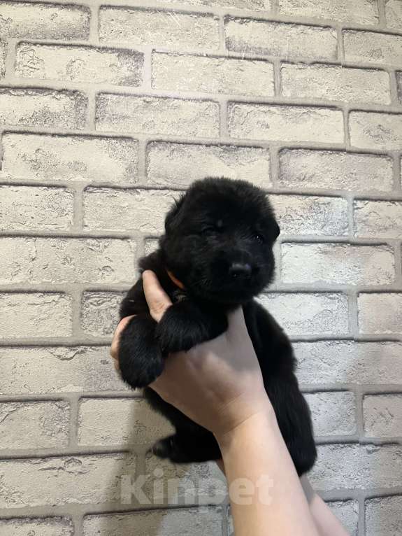 Собаки в Полевском: Продаю щенков немецкой овчарки  Мальчик, 25 000 руб. - фото 6