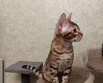 Кошки в Лыткарино: Бенгальский котенок мальчик  Майбах документами  Мальчик, 19 000 руб. - фото 2