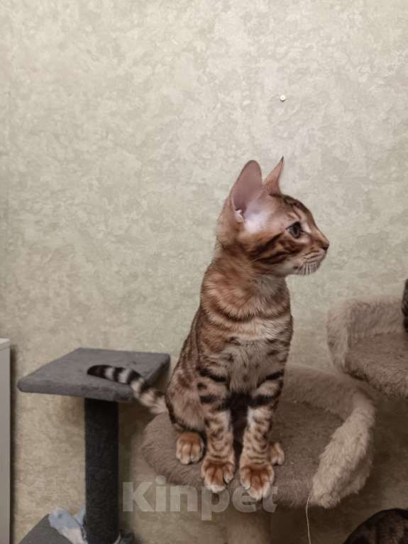 Кошки в Лыткарино: Бенгальский котенок мальчик  Майбах документами  Мальчик, 19 000 руб. - фото 2