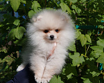 Собаки в Москве: Белый мини мальчик Мальчик, 30 000 руб. - фото 4