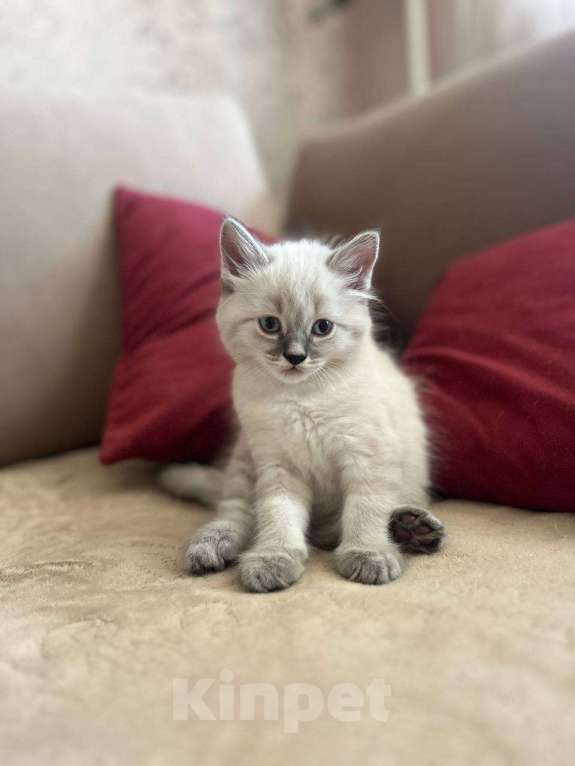 Кошки в Йошкаре-Оле: Котята породы Невская маскарадная Мальчик, 8 000 руб. - фото 5