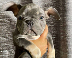 Собаки в Энгельс: породистые щенки французского бульдога Разнополые, 75 000 руб. - фото 10