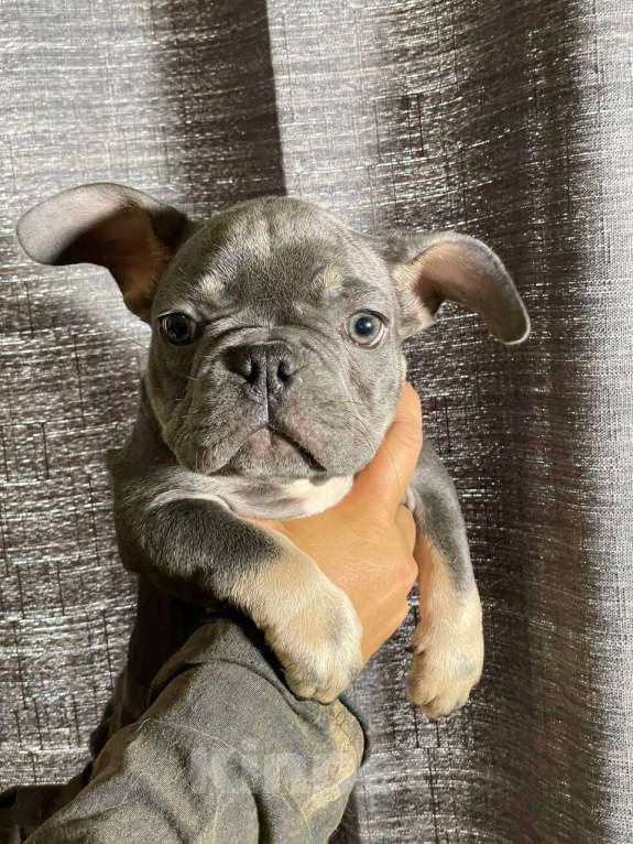 Собаки в Энгельс: породистые щенки французского бульдога Разнополые, 75 000 руб. - фото 10