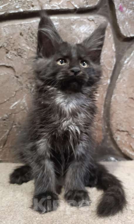 Кошки в Екатеринбурге: Котята Мейн Кун классика и полидакты Мальчик, Бесплатно - фото 5