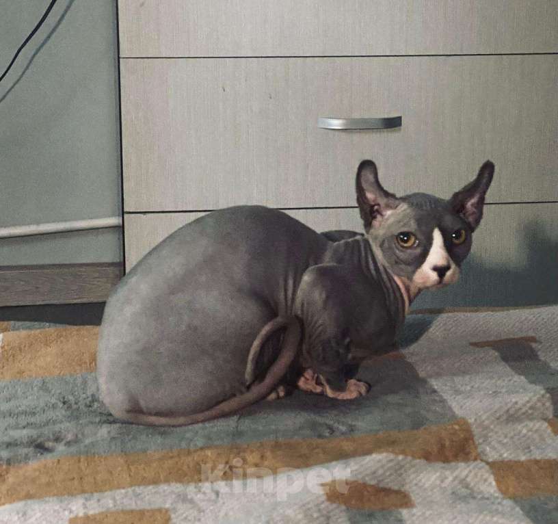 Кошки в Балашихе: Питомник Pansies SASAS Мальчик, 15 000 руб. - фото 2