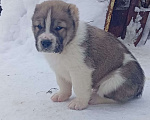 Собаки в Печоре: Щенок САО Мальчик, 40 000 руб. - фото 2