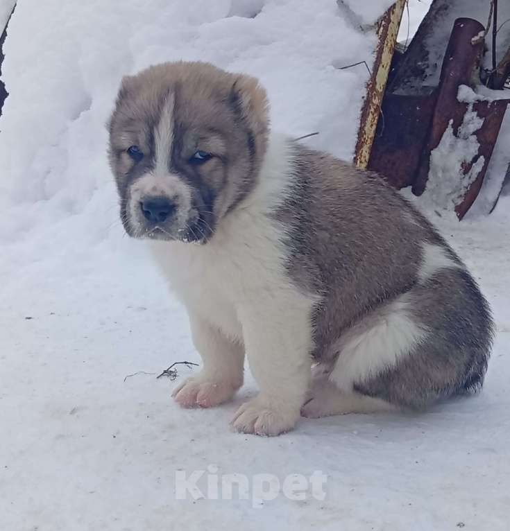 Собаки в Печоре: Щенок САО Мальчик, 40 000 руб. - фото 2