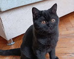 Кошки в Санкт-Петербурге: Черная британская красотка Девочка, 50 000 руб. - фото 2