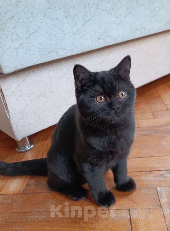 Кошки в Санкт-Петербурге: Черная британская красотка Девочка, 50 000 руб. - фото 2
