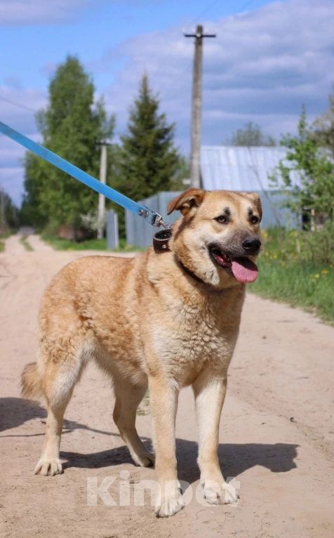 Собаки в Подольске: Джете нужен дом  Девочка, Бесплатно - фото 3