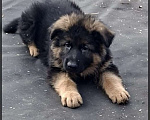 Собаки в Иркутске: Немецкая овчарка длинношерстная Мальчик, 50 000 руб. - фото 7