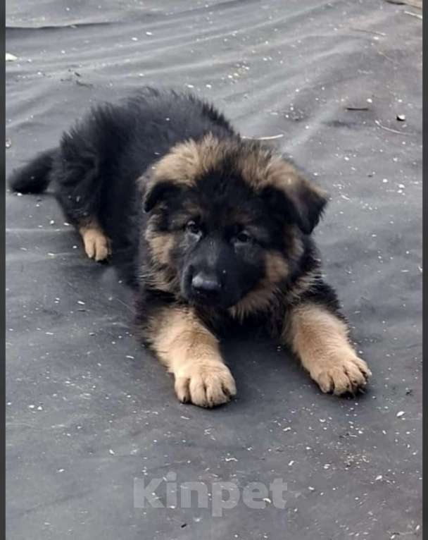 Собаки в Иркутске: Немецкая овчарка длинношерстная Мальчик, 50 000 руб. - фото 7