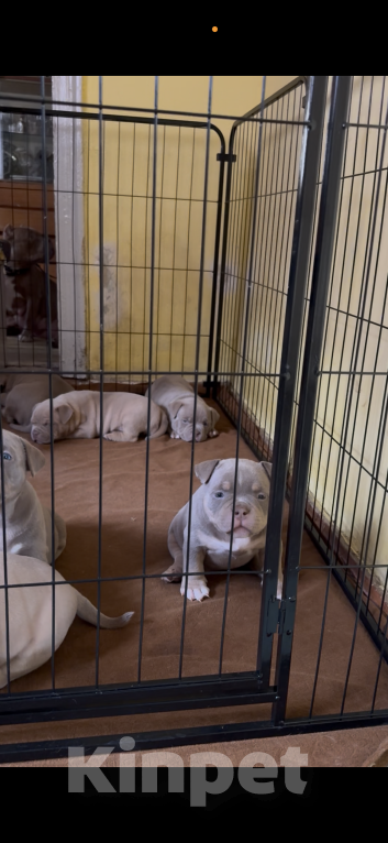 Собаки в Ставрополе: Щенки Американского Булли Мальчик, 80 руб. - фото 4