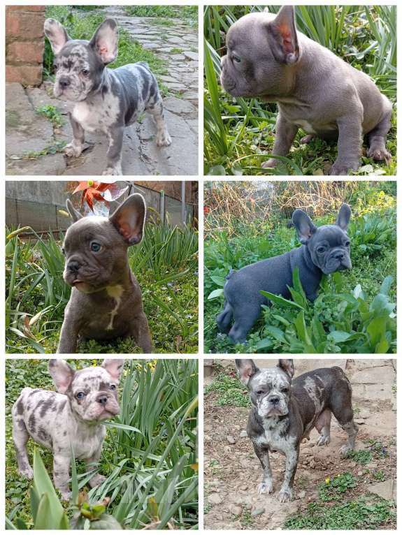 Собаки в Москве: Щенок Французский бульдог Продажа, бронь Разнополые, 55 000 руб. - фото 1