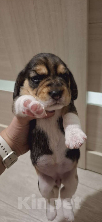 Собаки в Новокузнецке: Продажа щенков породы бигль Девочка, 25 000 руб. - фото 2