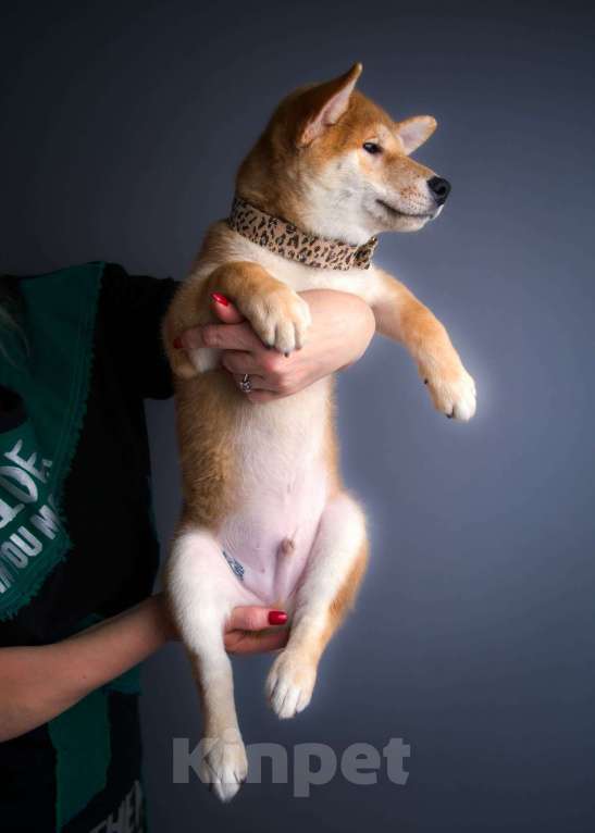Собаки в Санкт-Петербурге: Малыш Сиба ину Мальчик, 80 000 руб. - фото 1
