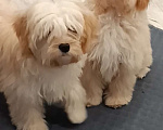 Собаки в Москве: Мальчик мальтипу ф1 Мальчик, 40 000 руб. - фото 3