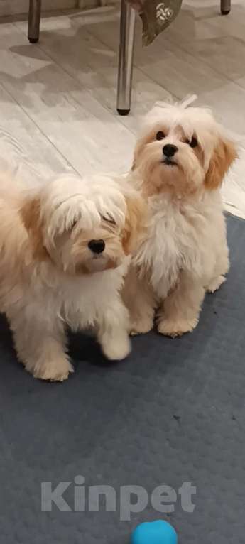 Собаки в Москве: Мальчик мальтипу ф1 Мальчик, 40 000 руб. - фото 3