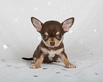 Собаки в Люберцах: Чихуахуа шоколадик Мальчик, 35 000 руб. - фото 2