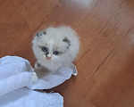 Кошки в Санкт-Петербурге: Продам котят Девочка, 9 000 руб. - фото 4