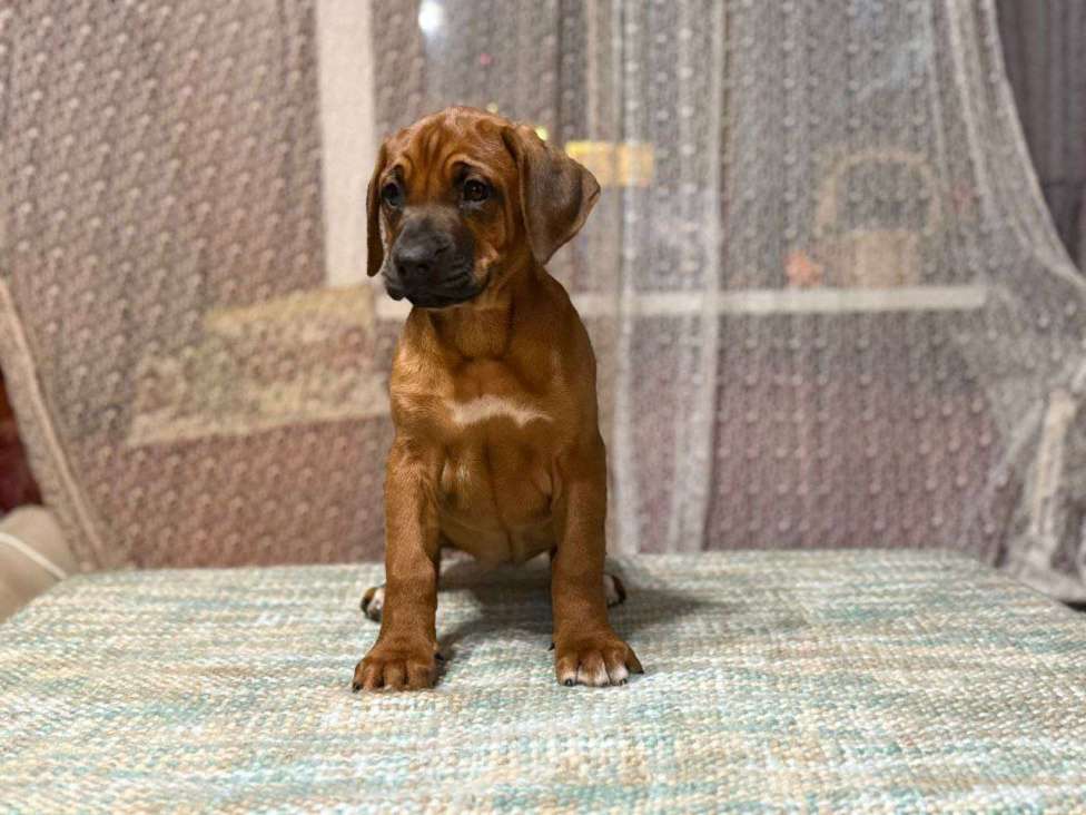 Собаки в других городах Московской области: Малышка Единственная в помете  Девочка, 110 000 руб. - фото 2