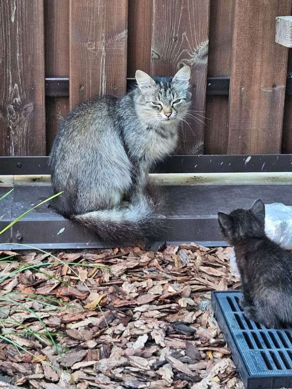 Кошки в Йошкаре-Оле: Комочек счастья в добрые руки Мальчик, Бесплатно - фото 2