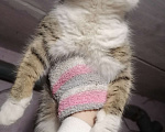 Кошки в Омске: Котенок в добрые руки  Девочка, 1 руб. - фото 3