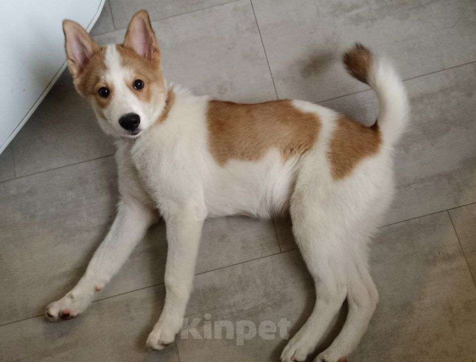 Собаки в Москве: Малыш Ангел в добрые руки  Мальчик, Бесплатно - фото 2