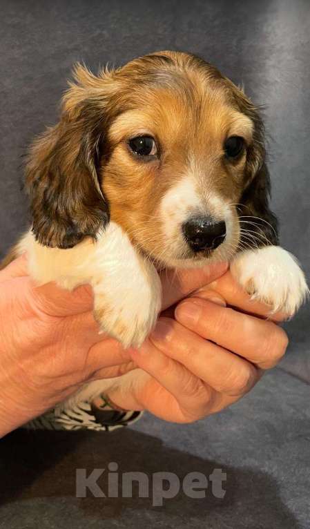 Собаки в Москве: Такса миниатюрная/кроличья(щенок) Мальчик, Бесплатно - фото 2