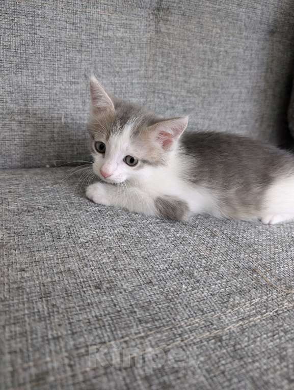 Кошки в других городах Московской области: Шикарный окрас серо-бежево-белый Мальчик, Бесплатно - фото 5