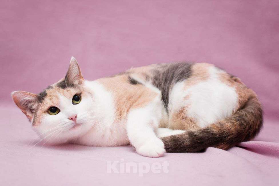 Кошки в Москве: Ася Девочка, Бесплатно - фото 3