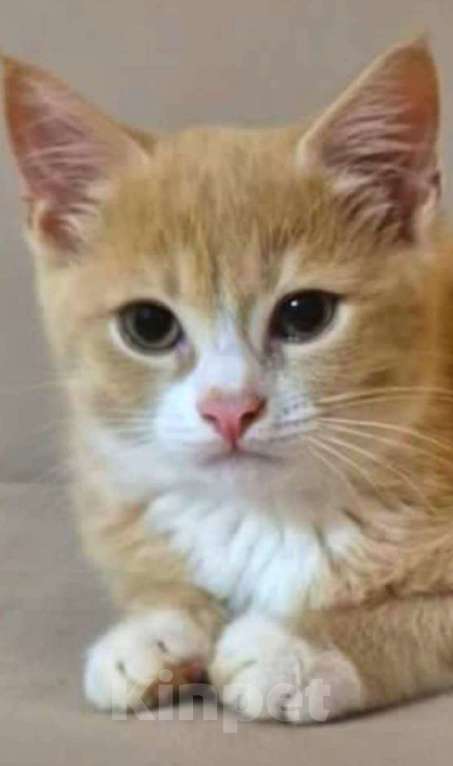 Кошки в Москве: Рыжая Манечка. Котенок в добрые руки. Мальчик, Бесплатно - фото 4