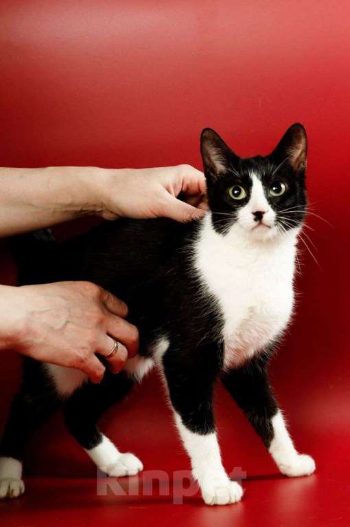 Кошки в Москве: Гаянэ, кошка- антидепрессант Девочка, Бесплатно - фото 5