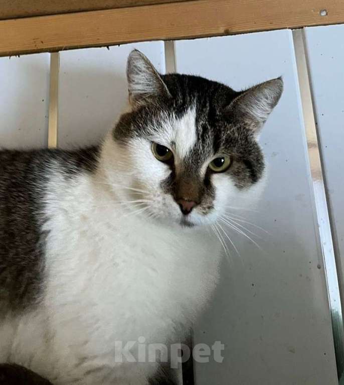 Кошки в Москве: Настоящий мужчина, а не кот Мальчик, Бесплатно - фото 5